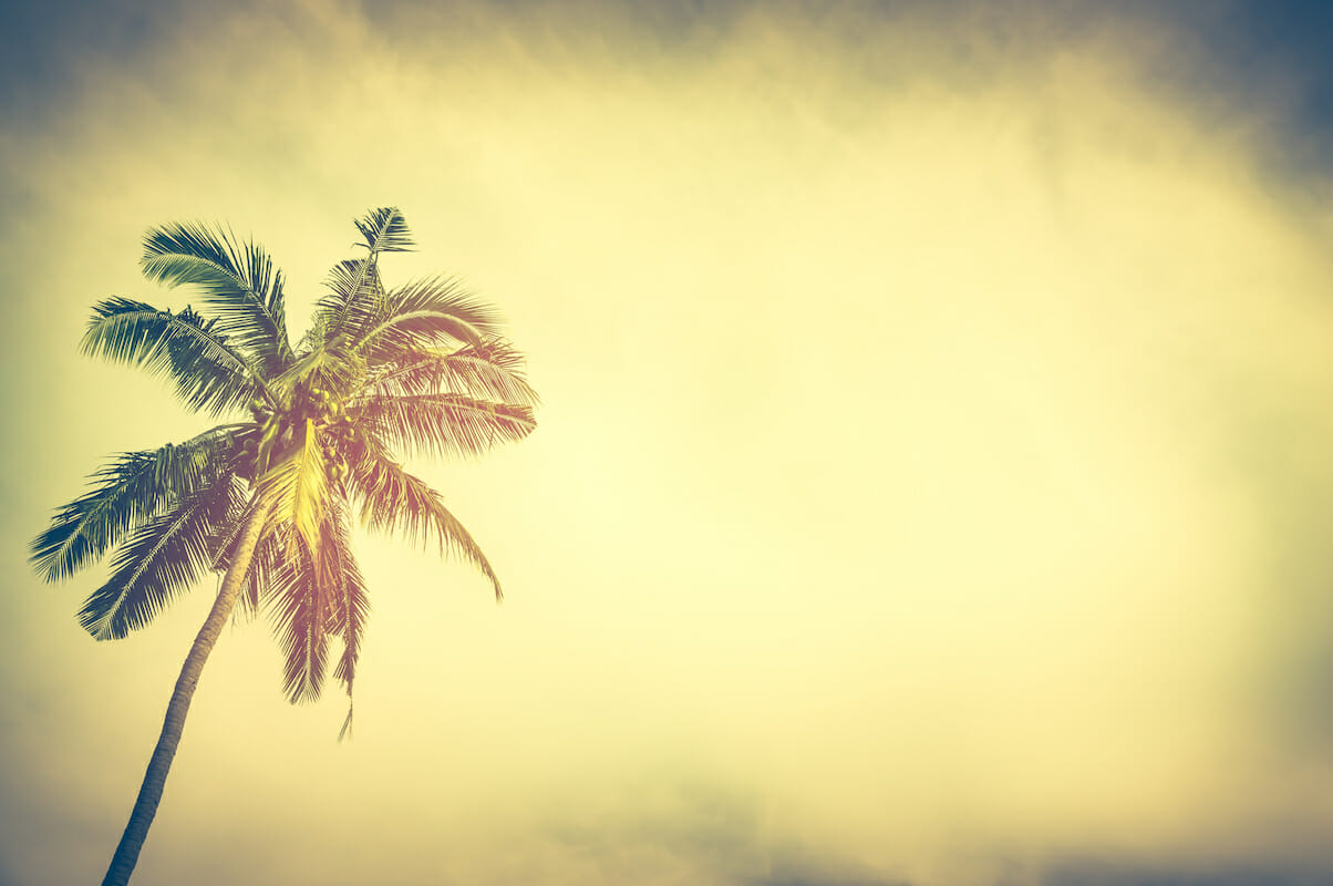 Natural background. Coconut palm tree under sunset sky in the evening with copy space. Serenity nature background. Warm vintage color filter effect with bright sunshine, sepia tone. (Natural background. Coconut palm tree under sunset sky in the evenin